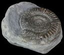 Dactylioceras Ammonite Fossil - England #52650-1